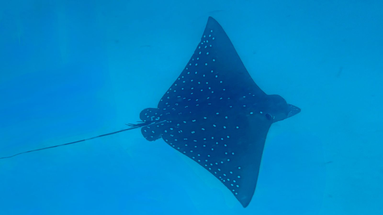 Manta rays gliding over reef